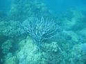 2011_Diving_the_Great_Barrier_Reef (26)